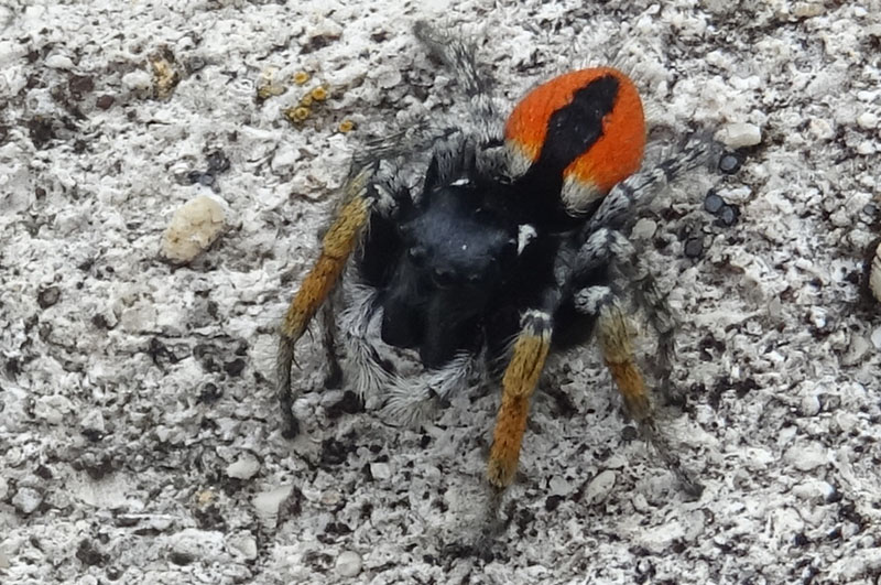 maschio di Philaeus chrysops - Salticidae